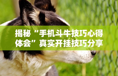 揭秘“手机斗牛技巧心得体会”真实开挂技巧分享