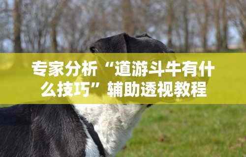 专家分析“道游斗牛有什么技巧”辅助透视教程