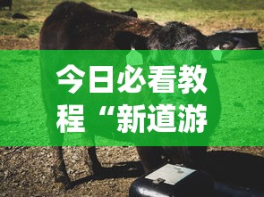 今日必看教程“新道游牛牛透视”(原来确实是有插件)
