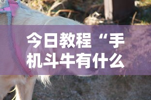 今日教程“手机斗牛有什么规律吗	”有挂详细开挂教程